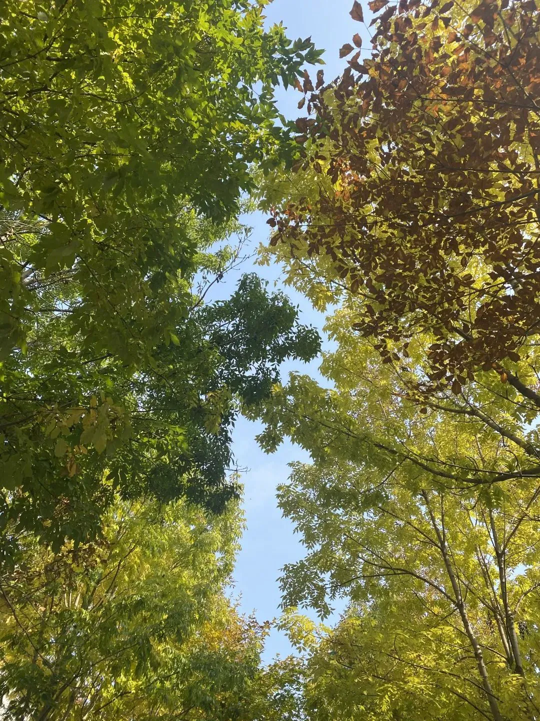 篮球训练app推荐免费_2
